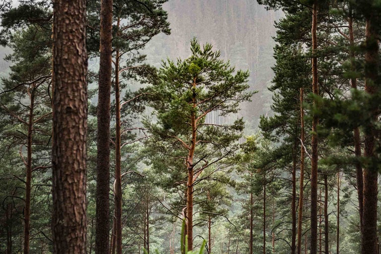 Hey Wald! Wie geht's dir eigentlich?