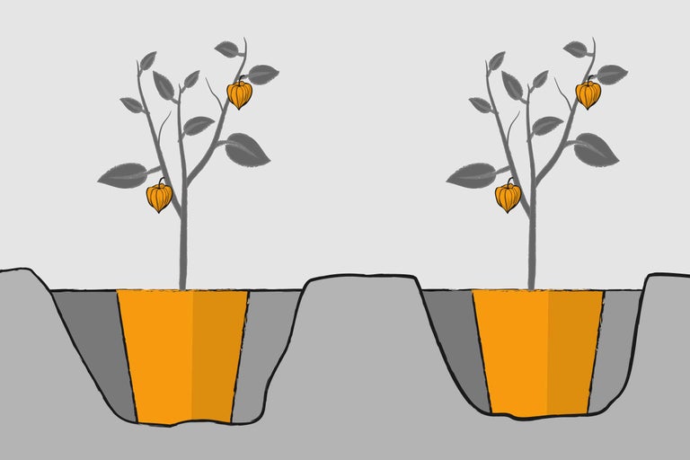 Illustration von zwei Physalispflanze, die in Pflanzlöcher eingesetzt werden