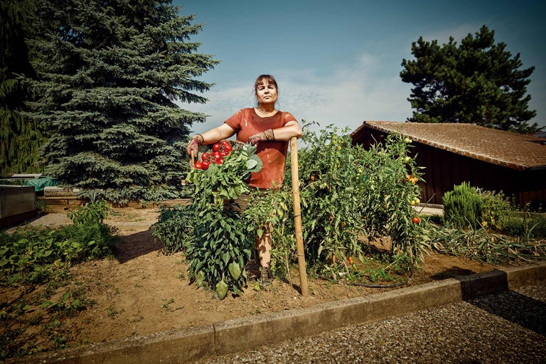 Tomaten pflanzen
