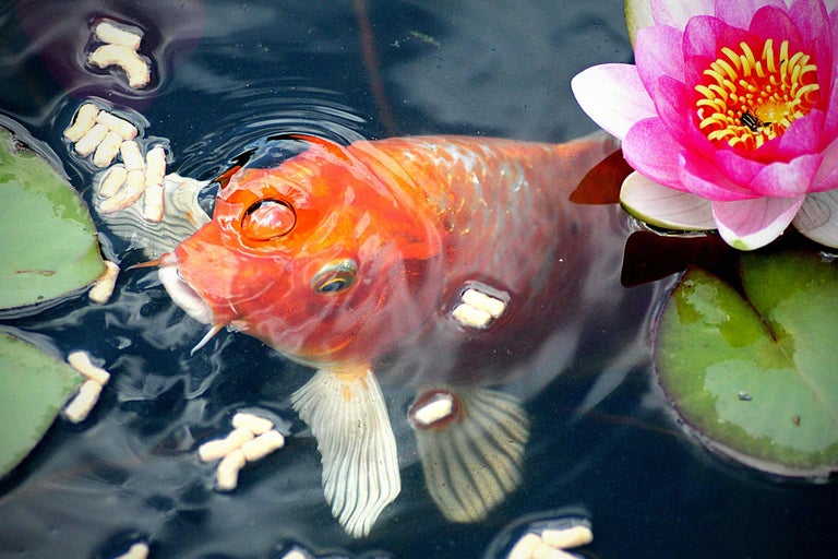 Goldfisch im Teich mit Seerose und Fischfutter