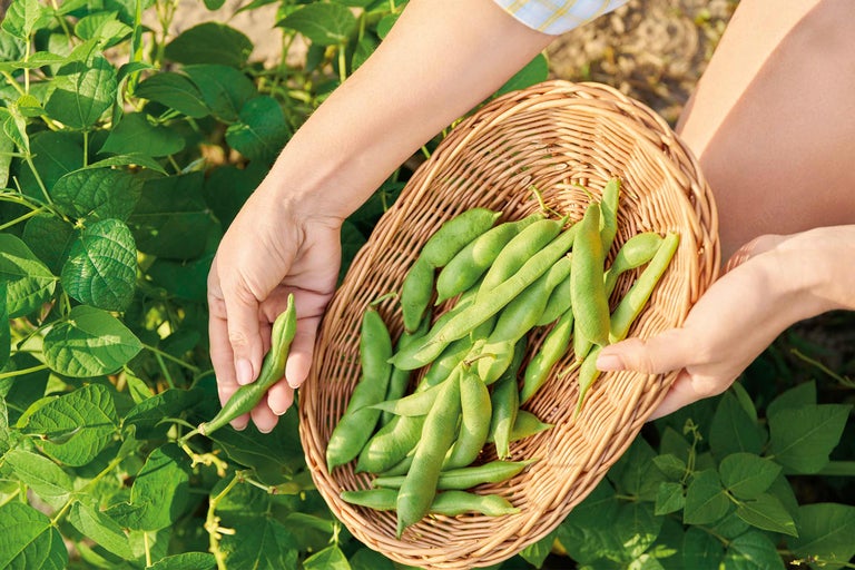 Ernte von grünen Bohnen in einem Weidenkorb auf einem Feld