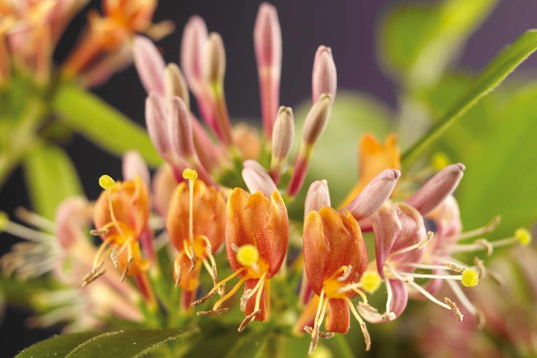 Nahaufnahme von Geißblattblüten mit Blättern