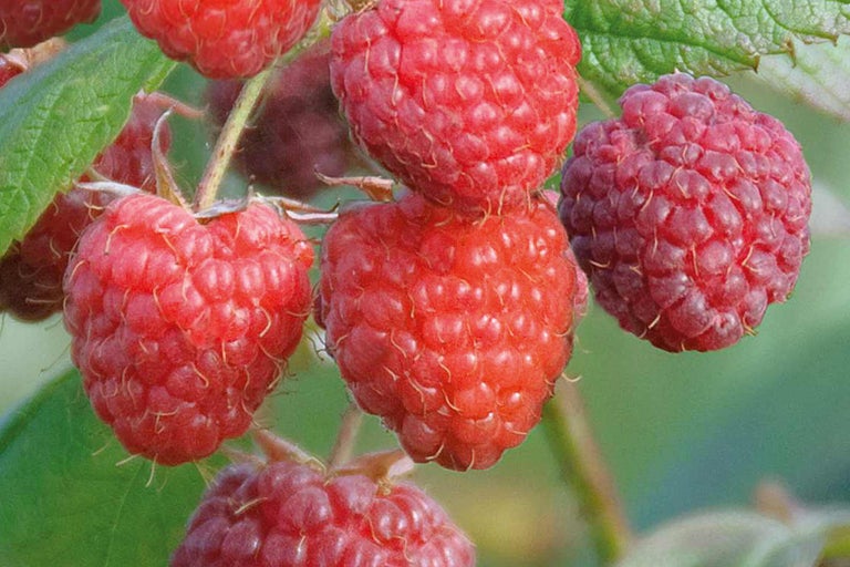 Nahaufnahme von Himbeeren am Strauch