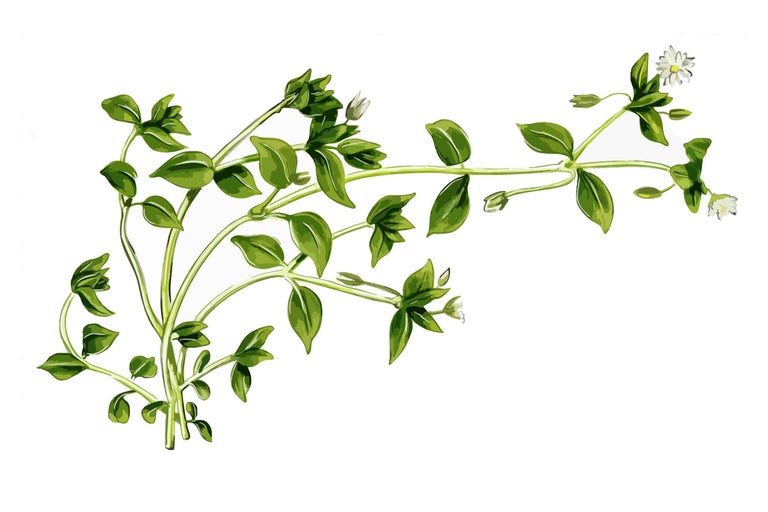 Illustration von Vogelmiere mit Blättern und kleinen Blüten