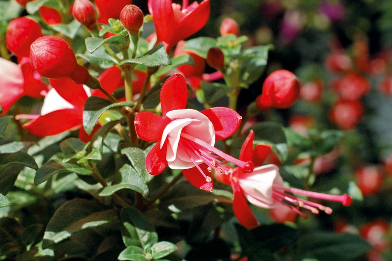 Nahaufnahme von Fuchsienblüten im Garten