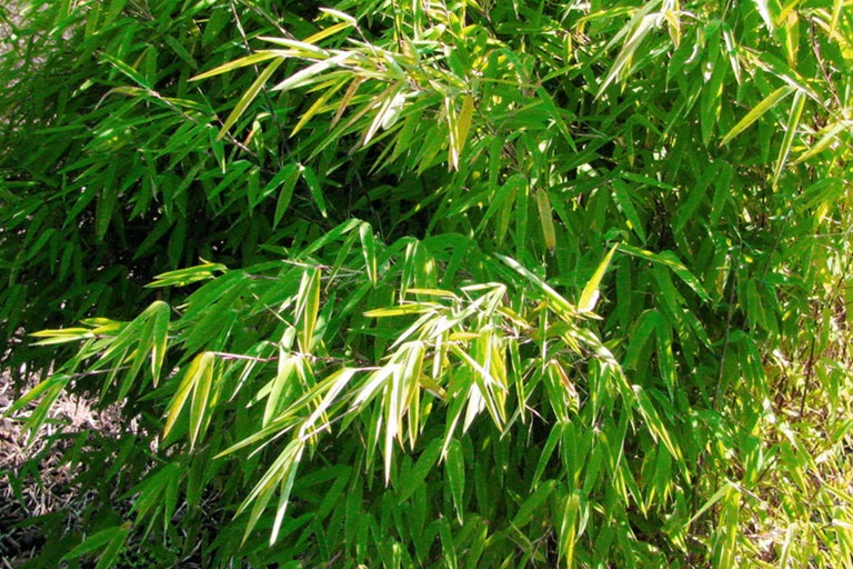 Bambus mit grünen Blättern