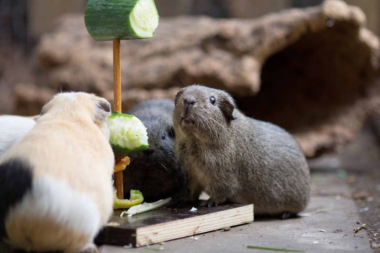 Nagetiere und Kaninchen halten