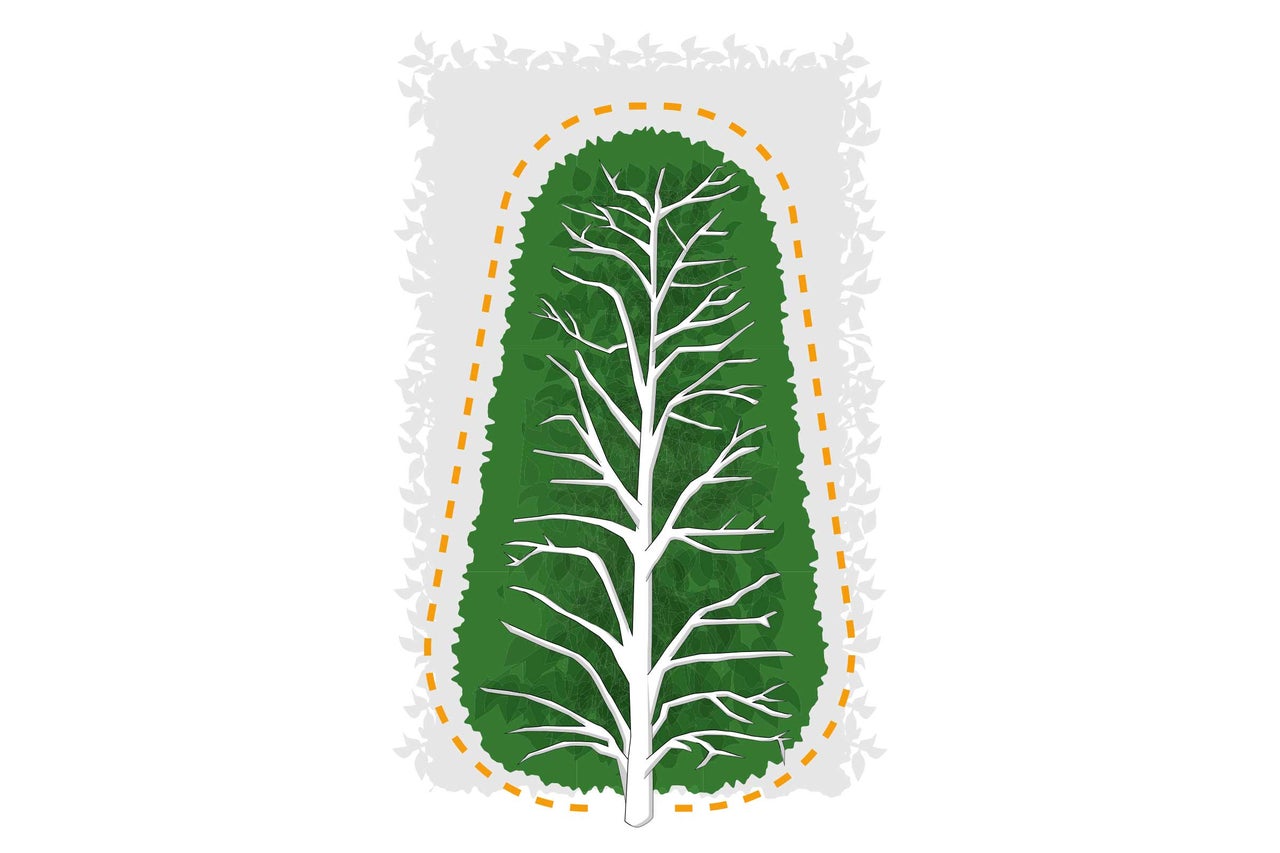 Illustration einer Schnittanleitung für Hecken, die eine breitere Basis und eine schmalere Spitze zeigt.