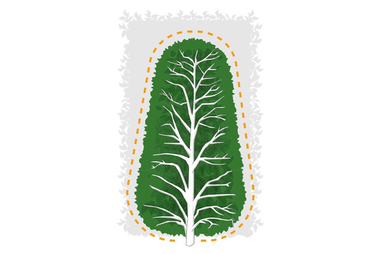 Illustration einer Schnittanleitung für Hecken, die eine breitere Basis und eine schmalere Spitze zeigt.