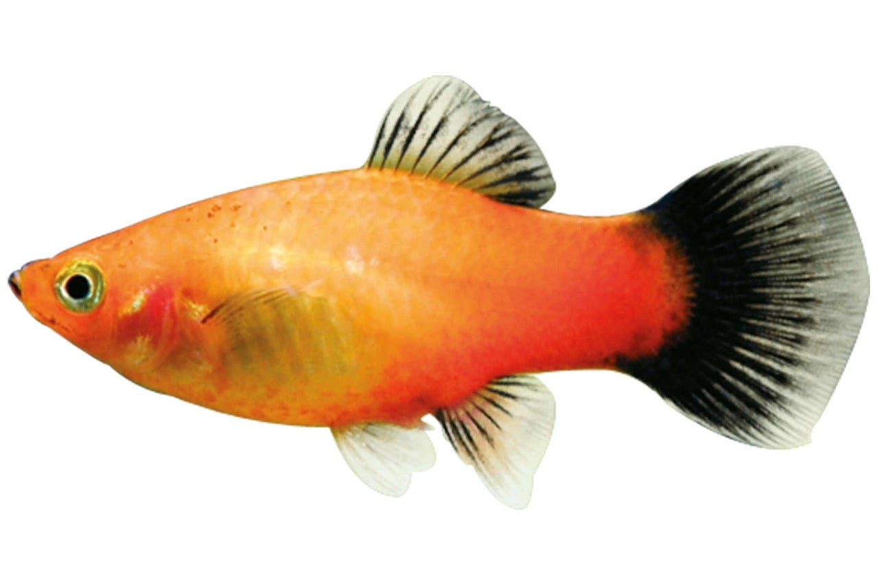 Goldener Platys Zierfisch für das Aquarium