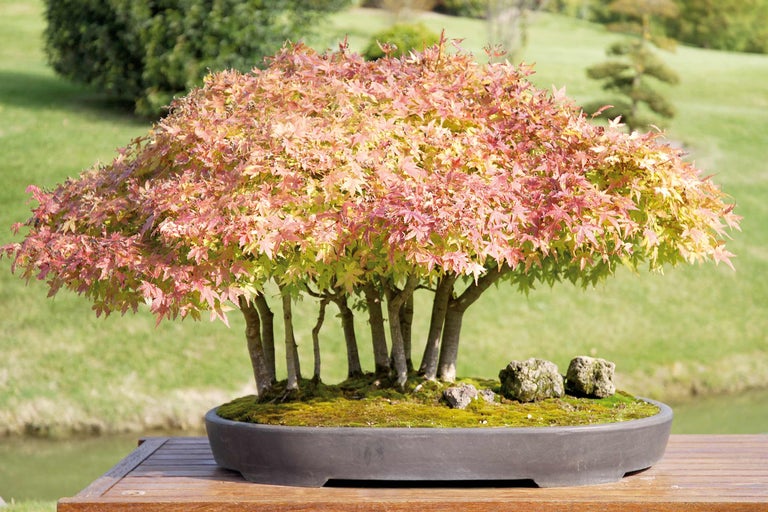Japanischer Ahorn Bonsai im Topf