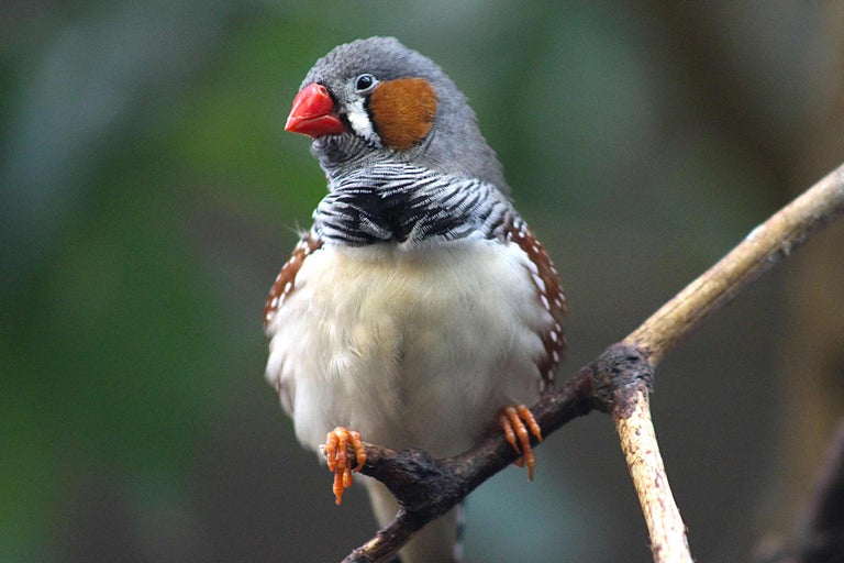 Ein Zebrafink sitzt auf einem Ast.