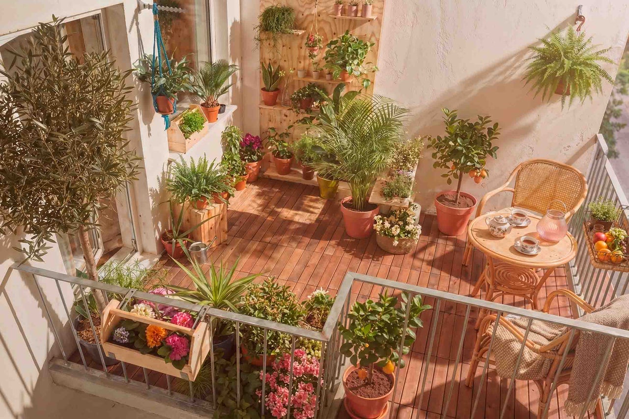 Sonniger Balkon mit Holzdeck, Rattanmöbeln und vielen Topfpflanzen wie Palmen und Zitrusbäumen auf Regalen und dem Boden.
