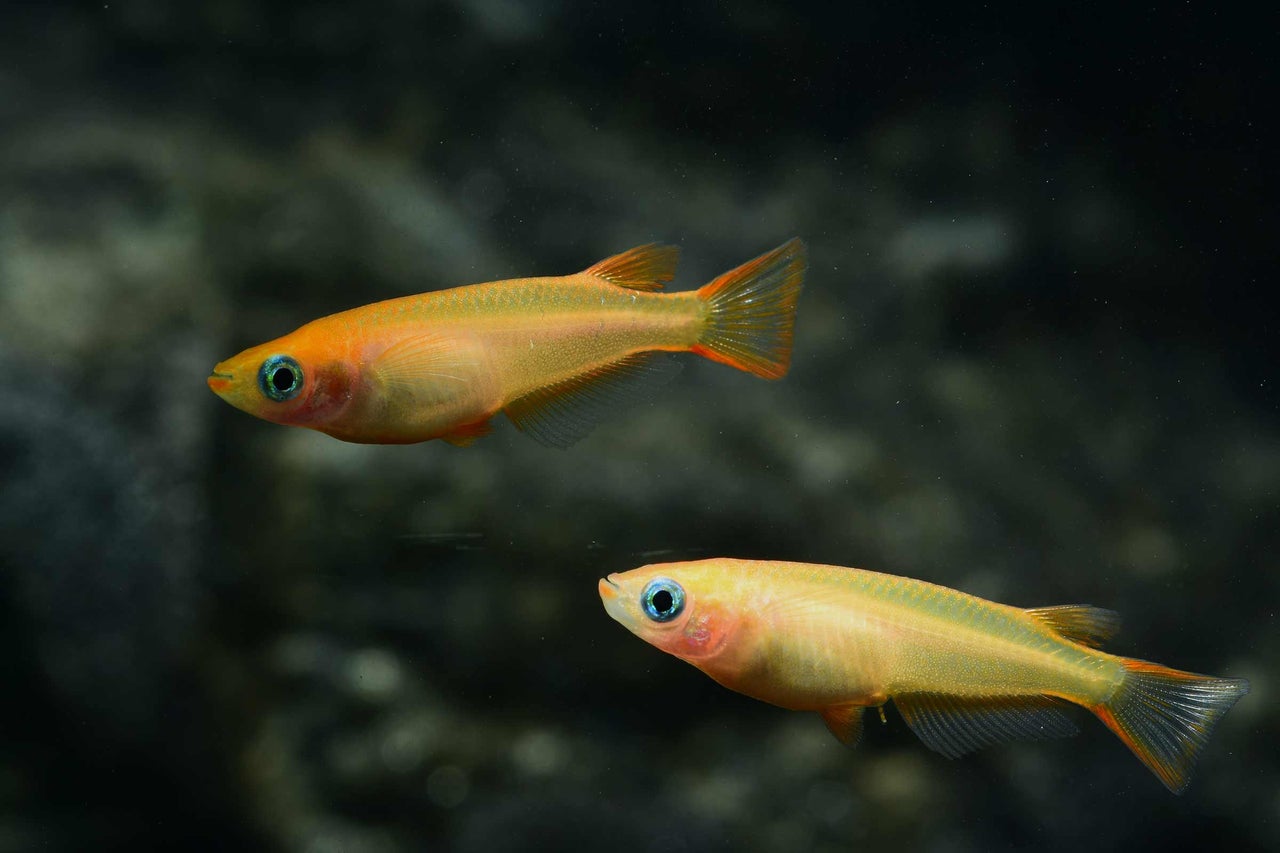 Zwei Goldene Reisfische im Aquarium
