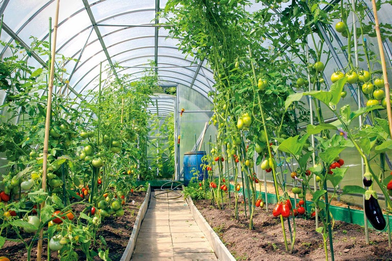 Gewächshaus mit Tomatenpflanzen und Auberginenpflanze