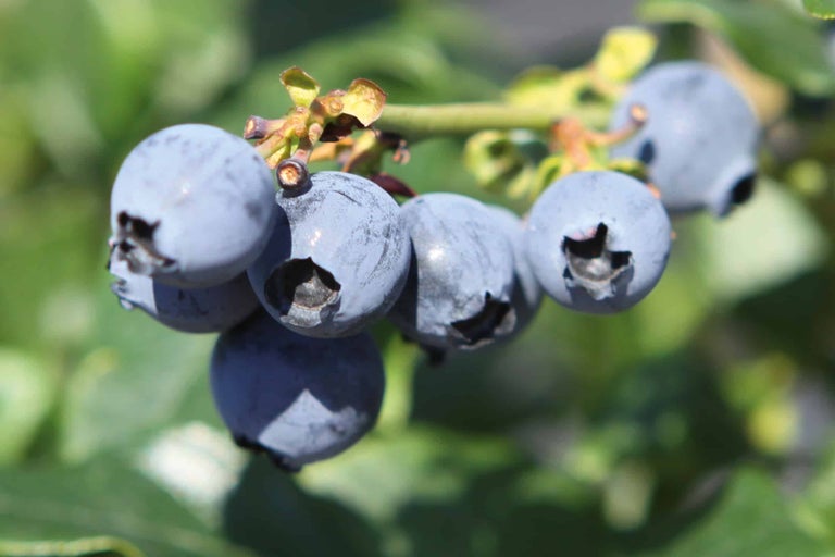 Nahaufnahme von Blaubeeren an einem Zweig