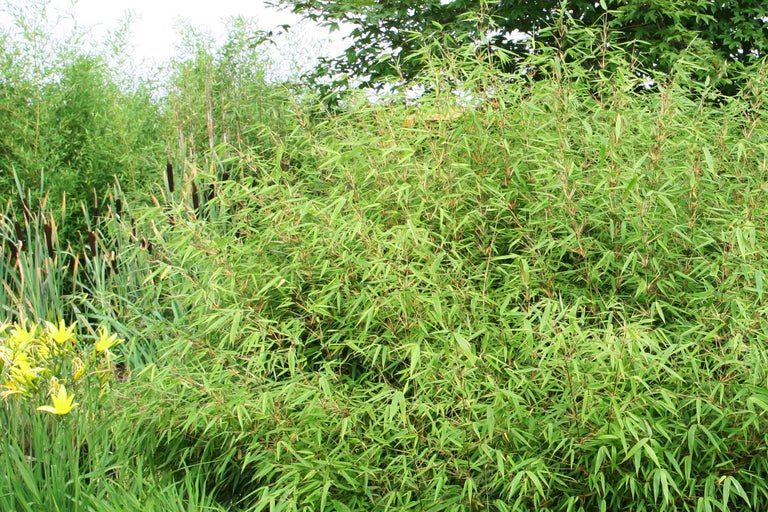 Bambus Pflanzen im Garten.