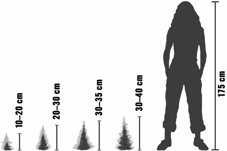 Größenvergleich von Nadelbäumen mit einer 175 Zentimeter großen Person