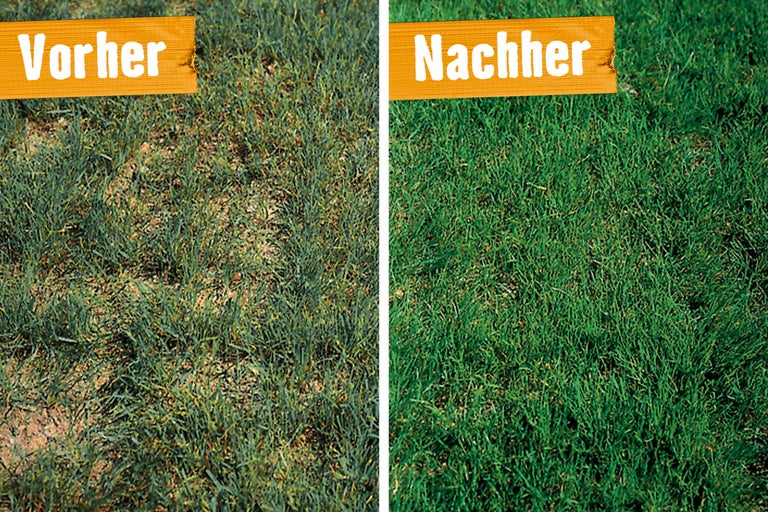 Vorher und nachher Vergleich eines Rasens