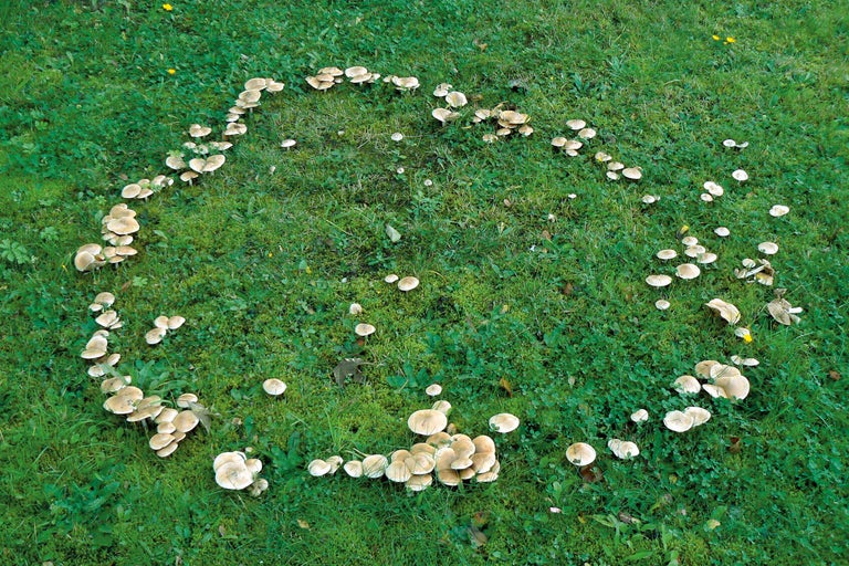 Märchenkreis aus Pilzen auf einer Wiese
