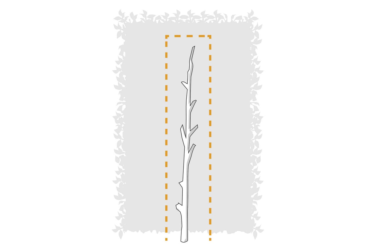Illustration der Lieferform Heister für Heckenpflanzen.