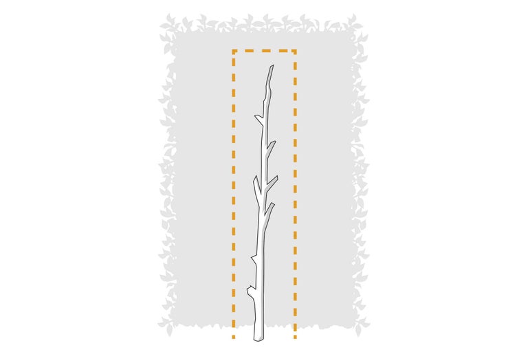 Illustration der Lieferform Heister für Heckenpflanzen.