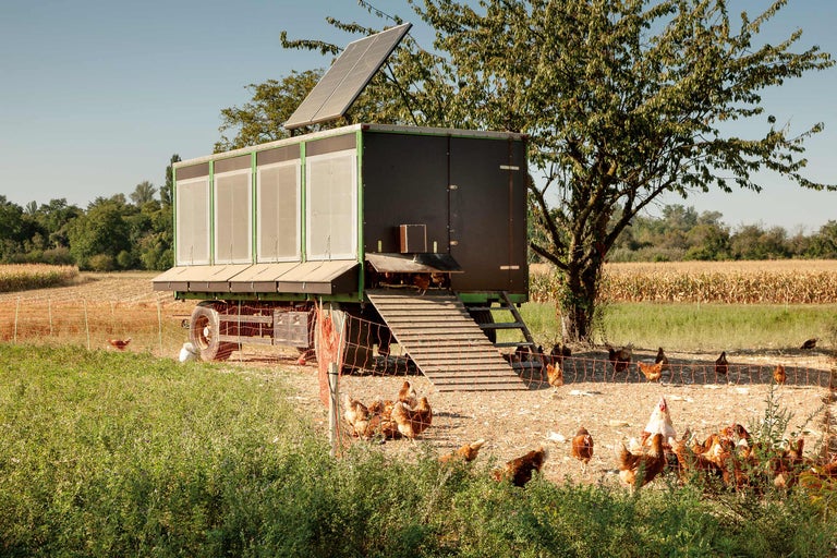 Mobiler Hühnerstall mit Solaranlage und freilaufenden Hühnern auf einer Wiese.