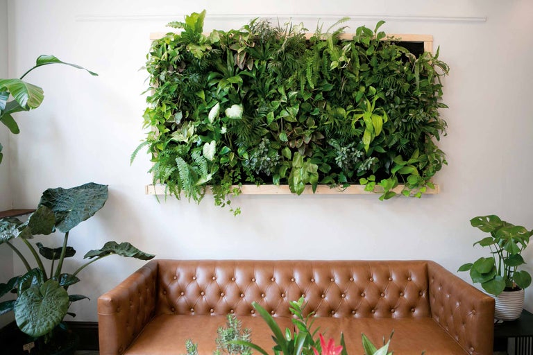 Wand mit Pflanzenarrangement über einem Ledersofa