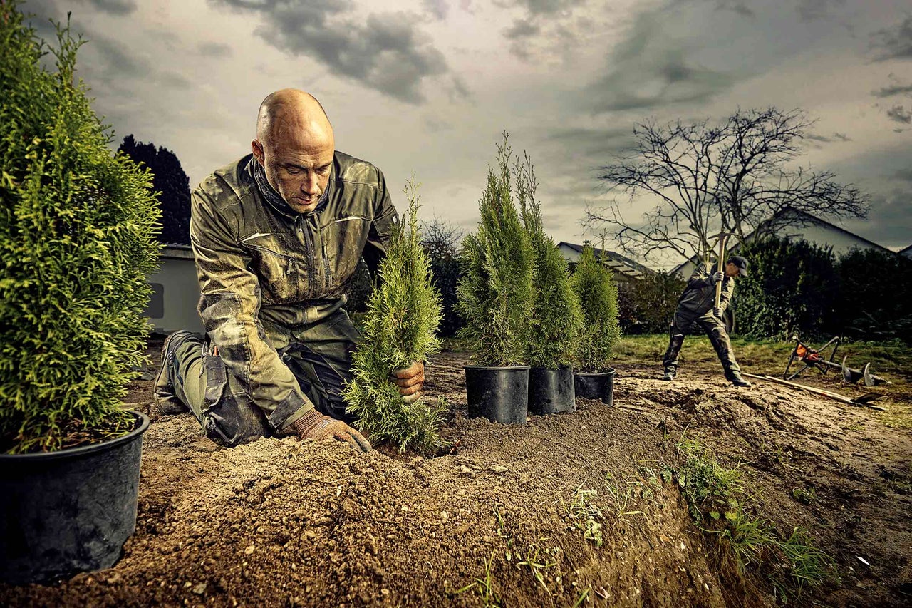 Ein Gärtner pflanzt Koniferen in einem Garten während eine zweite Person im Hintergrund mit einem Werkzeug den Boden vorbereitet.