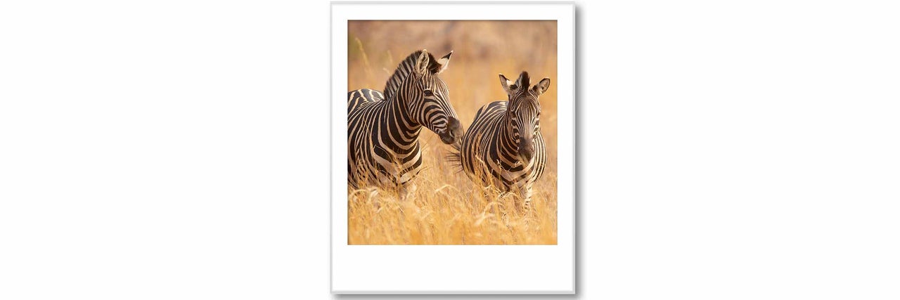 Gerahmtes Bild von zwei Zebras im Gras