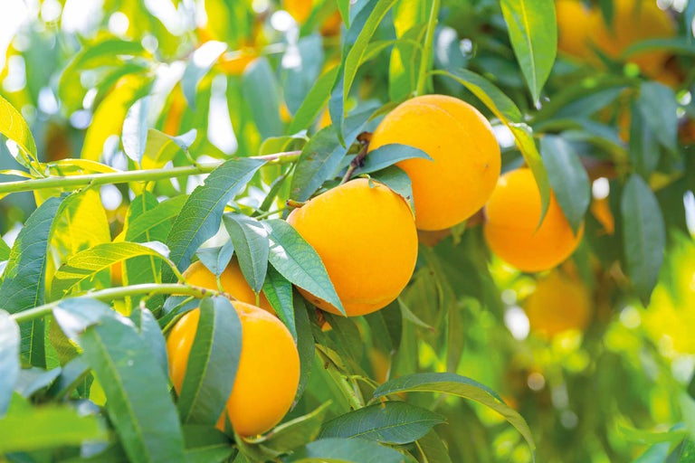 Pfirsiche am Baum mit Blättern