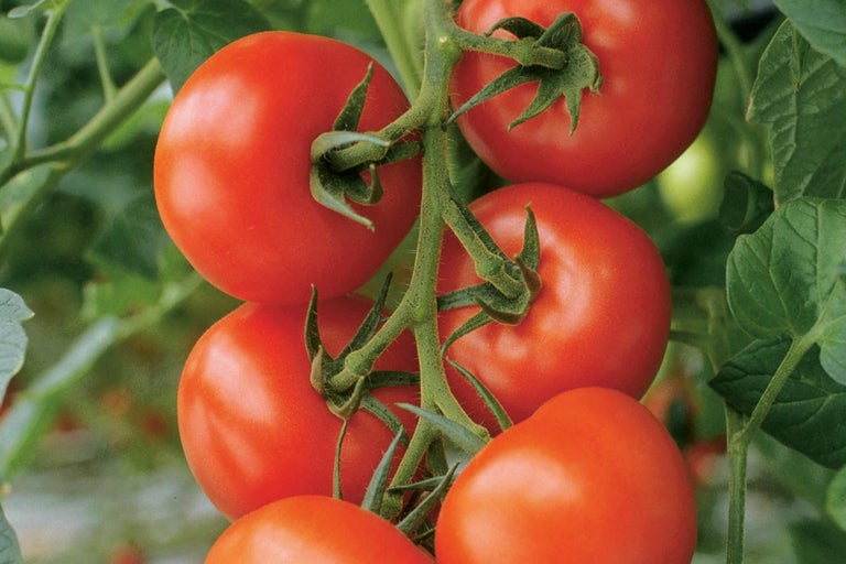 Reife Tomaten an der Pflanze