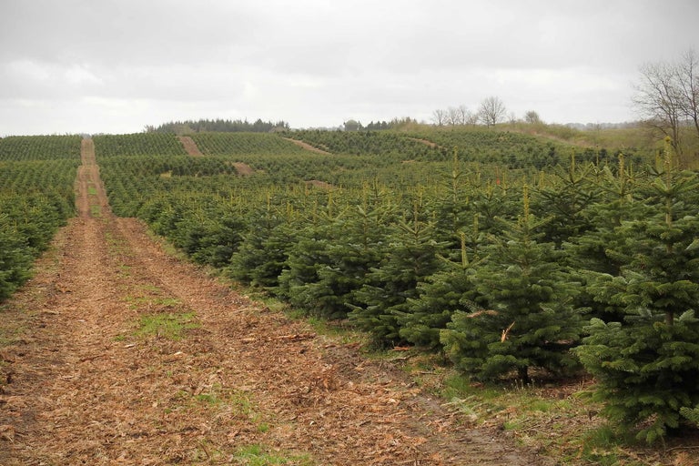 Anblick eines Feldes mit vielen jungen Weihnachtsbäumen an einem bewölkten Tag