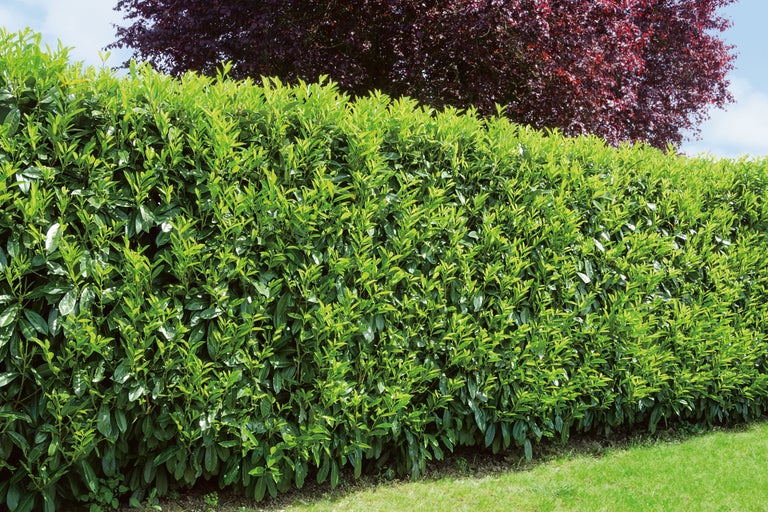 Im Bild ist eine grüne Kirschlorbeerhecke zu sehen, die als Sichtschutz dient und in einem Garten steht.