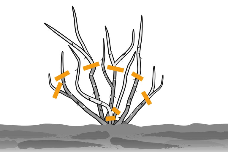 Illustration einer Strauchrose, zeigt das Zurückschneiden mit Schnittmarkierungen