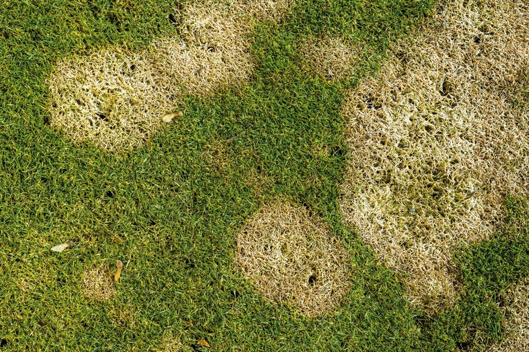 Rasen mit Stellen abgestorbenen Grases