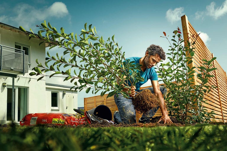 Ein Mann pflanzt einen Strauch im Garten mit Pflanzerde und einem Holzzaun im Hintergrund.