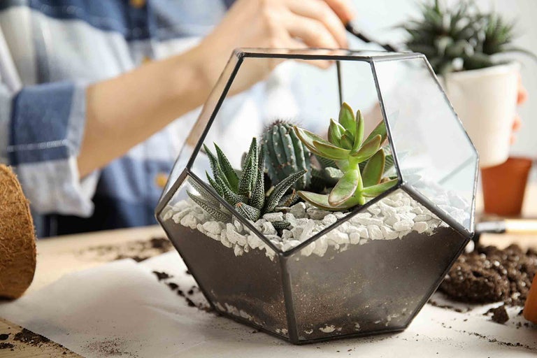 Geometrisches Glasgefäß mit Sukkulenten und Kakteen bepflanzt