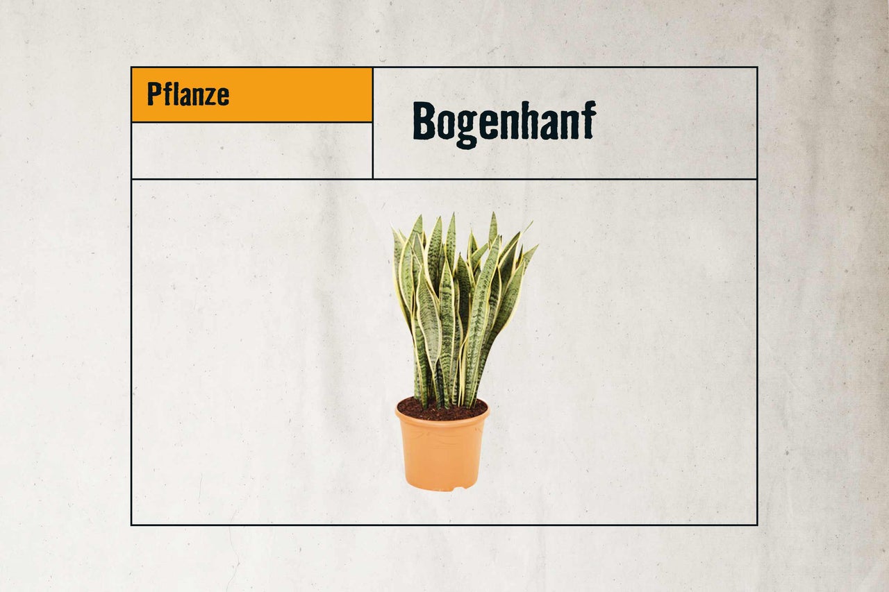 Bogenhanf Zimmerpflanze im Topf