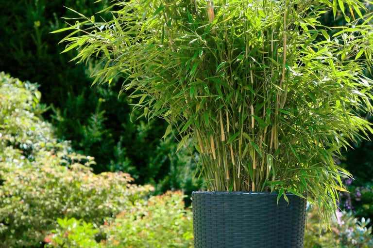 Bambus im Topf für den Aussenbereich