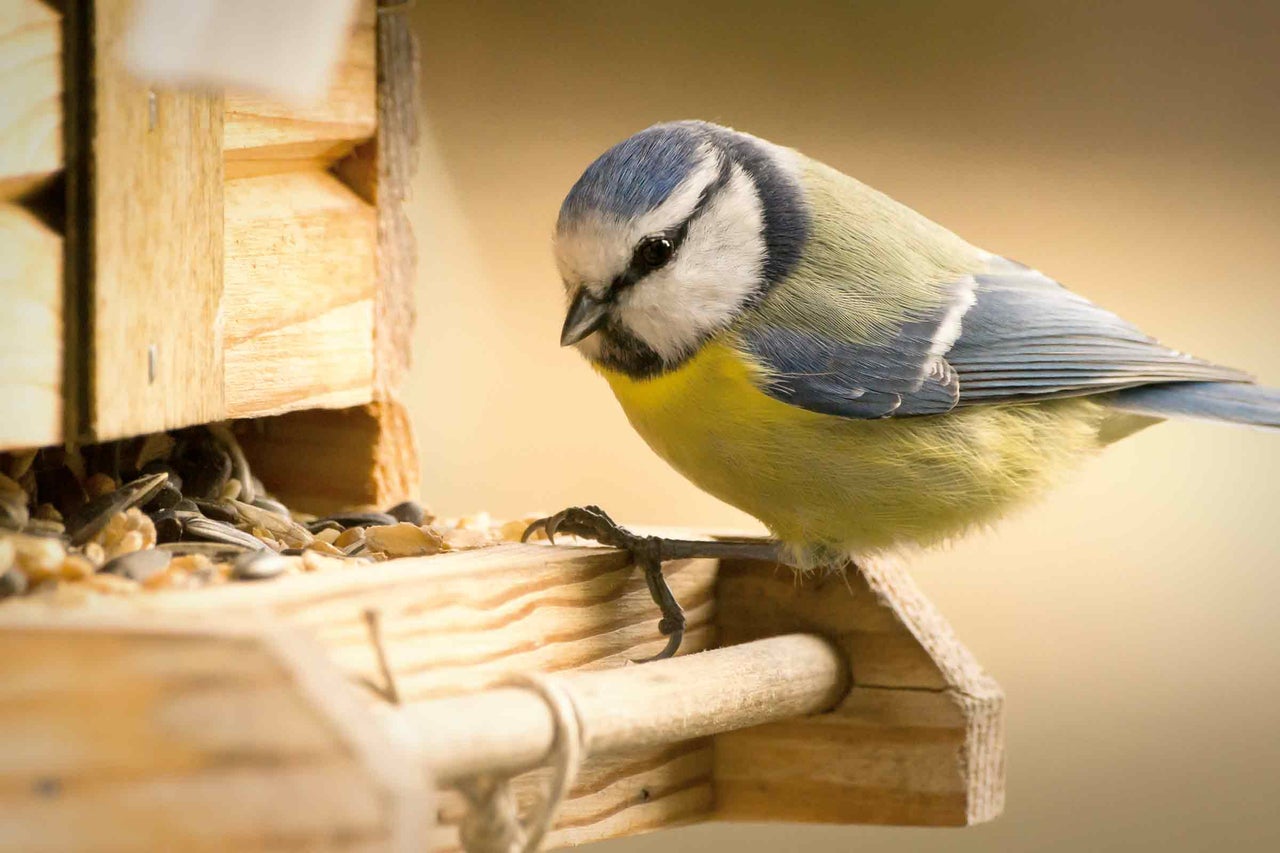 Blaumeise auf einem hölzernen Futterhaus mit Samen