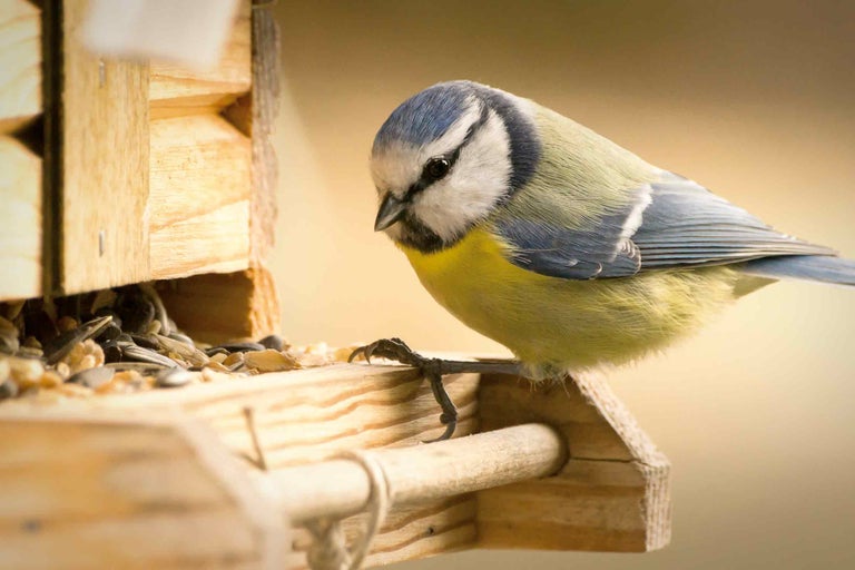 Blaumeise auf einem hölzernen Futterhaus mit Samen