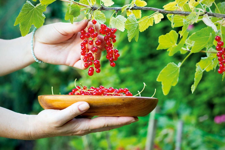 Johannisbeeren pflanzen und schneiden