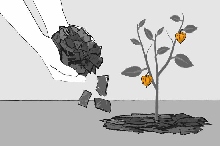 Illustration einer eingepflanzen Physalispflanze, Hände bedecken die oberste Schicht mit Rindenmulch