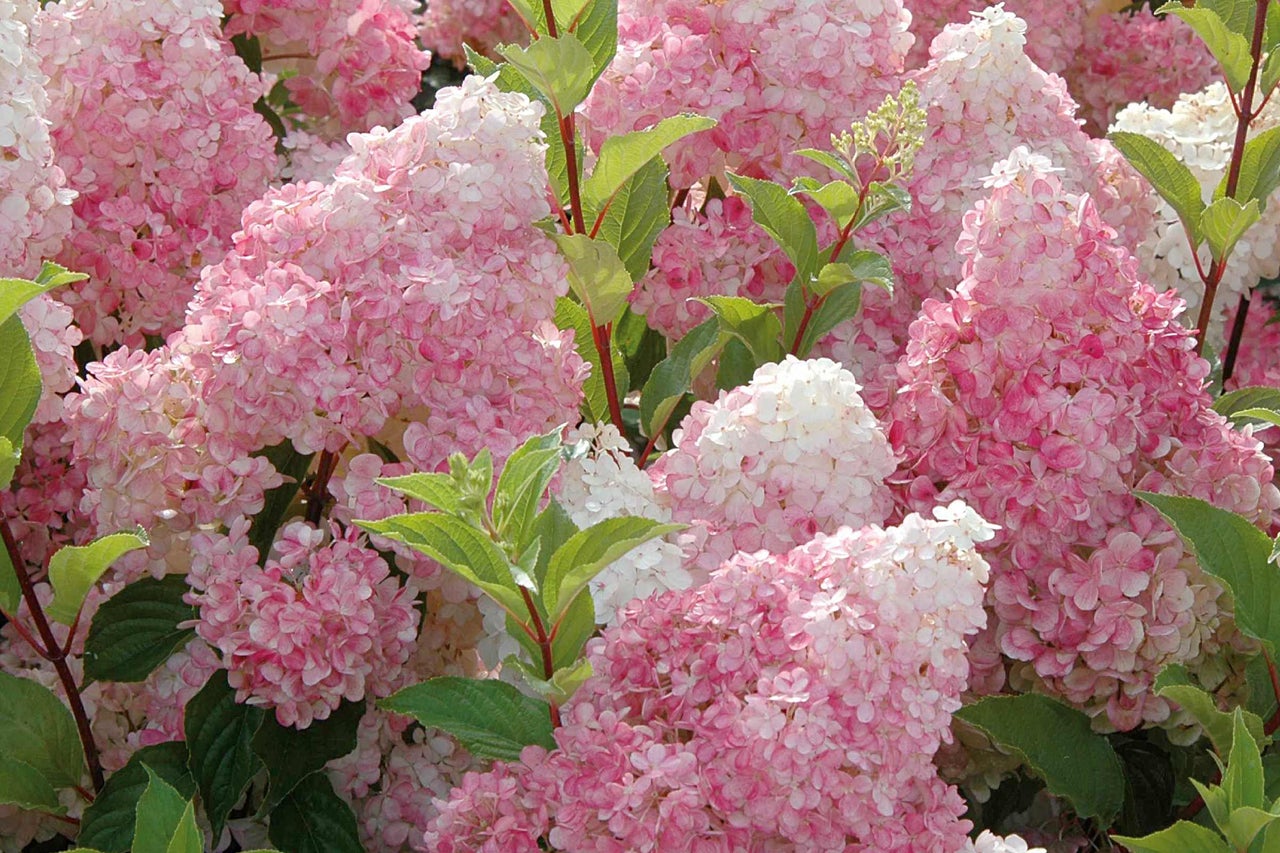 Nahaufnahme von rosa Hortensienblüten