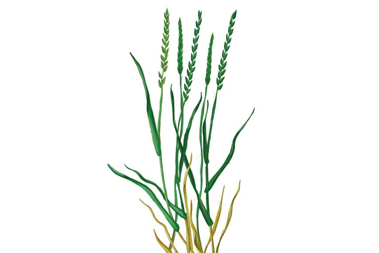 Illustration von Grassamen