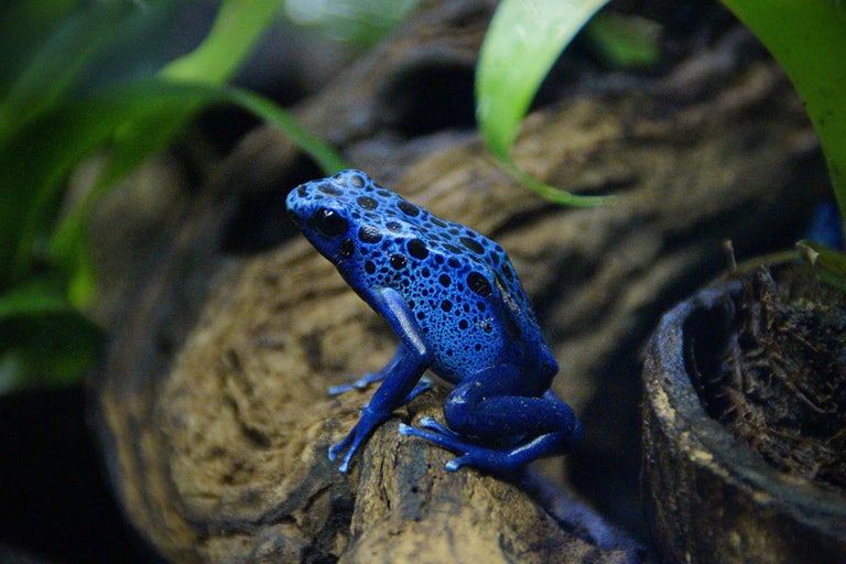 Blauer Pfeilgiftfrosch auf einem Baumstamm