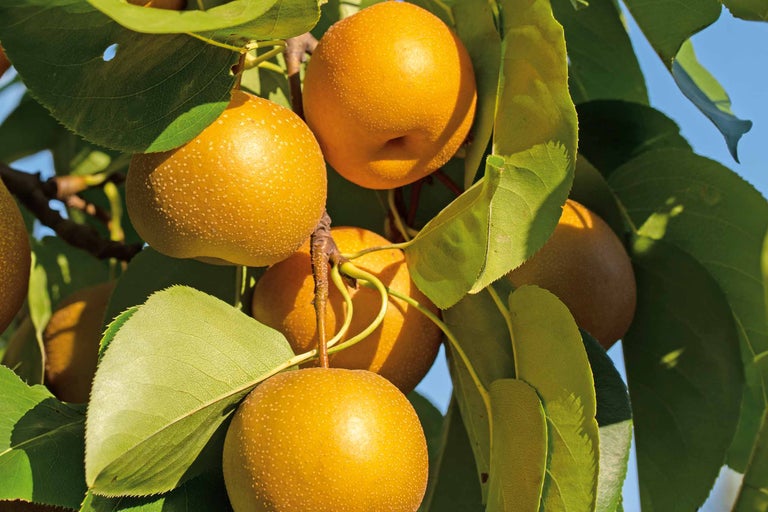 Nahaufnahme von Nashi-Birnen am Baum