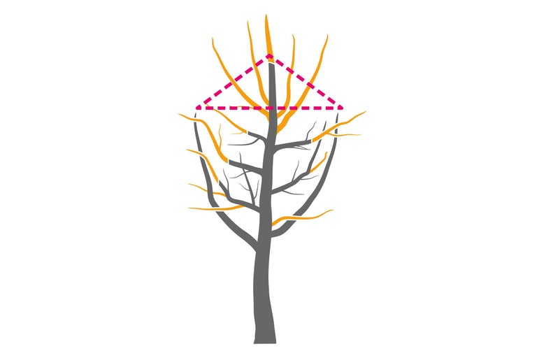 Illustration eines Baumes mit Schnittmuster für den Baumschnitt