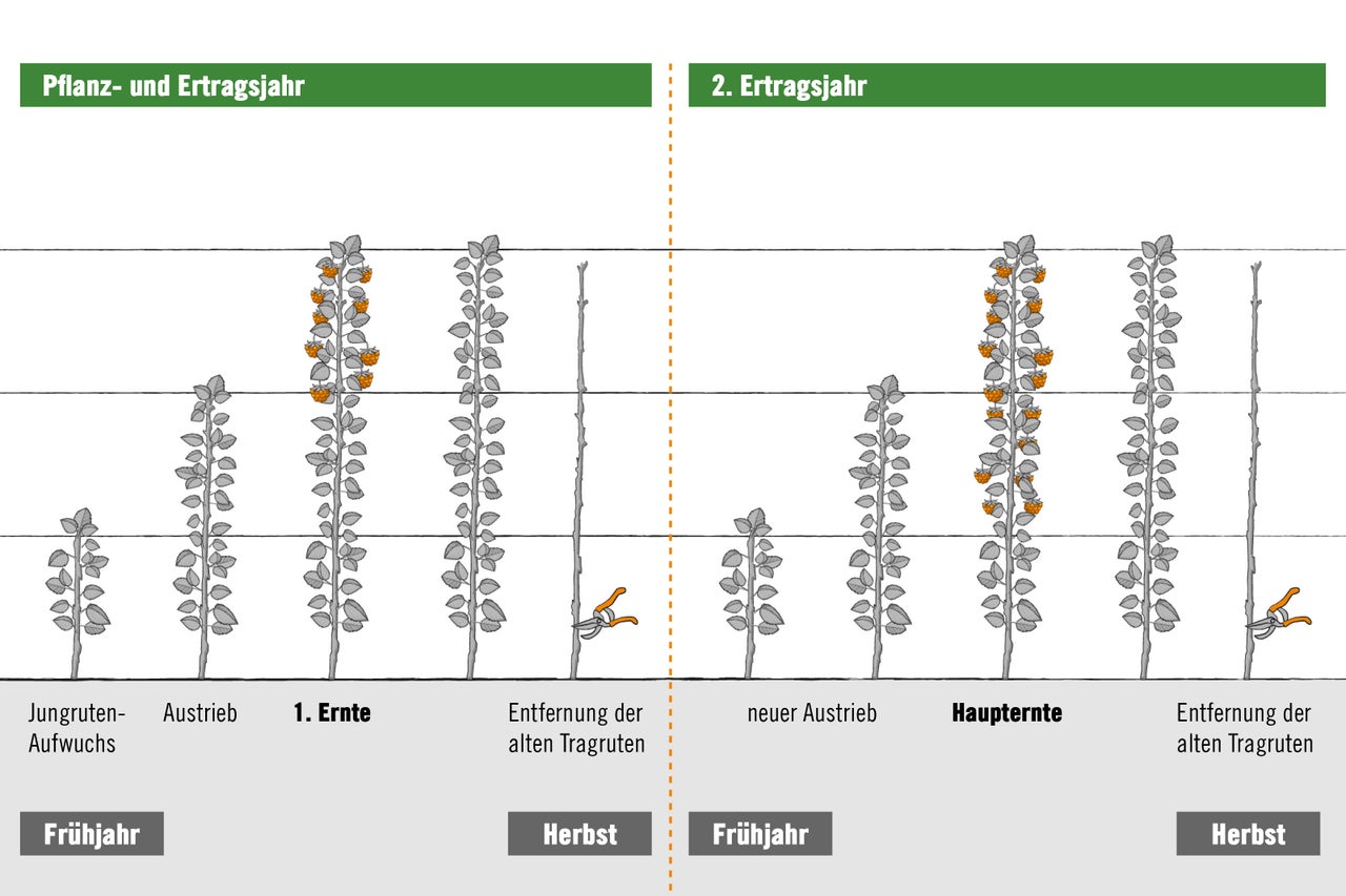 Anbau- und Ertragsjahr Grafik mit Wachstumsschritten von Himbeerpflanzen
